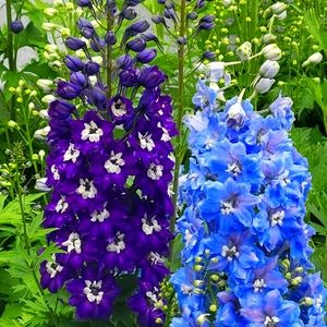 Meet your Posher, Anne